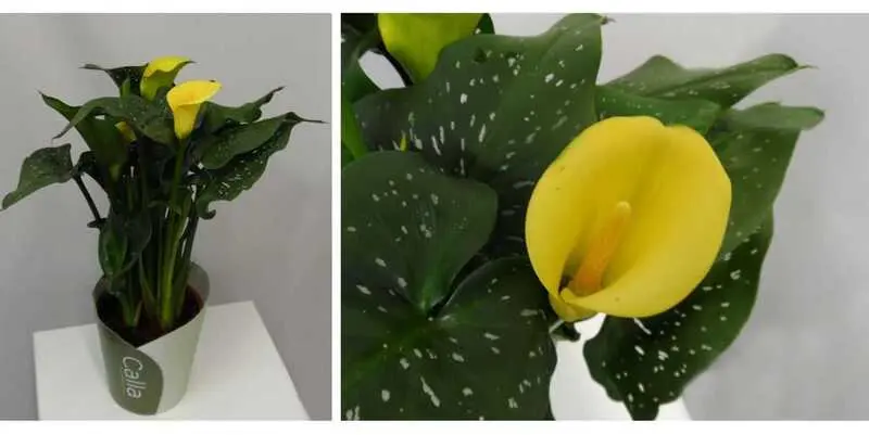 Калла Елоу Д12