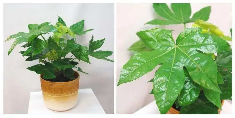 Фатсия Японика Д15 Н50